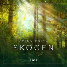 Avslappning - Skogen